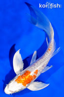 5.5" ARMOR SCALED KIKUSUI BUTTERFLY