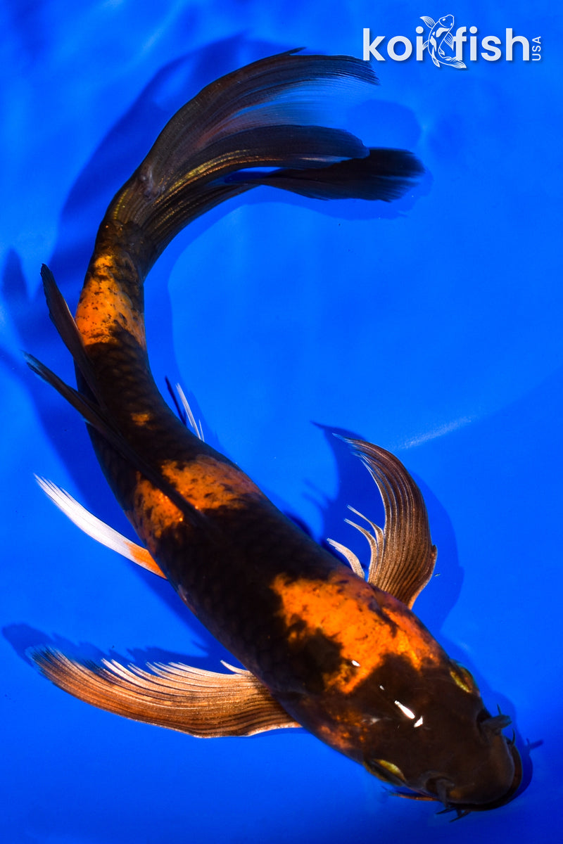 7" KIN HI UTSURI BUTTERFLY