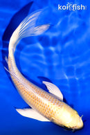 7" YAMABUKI OGON BUTTERFLY