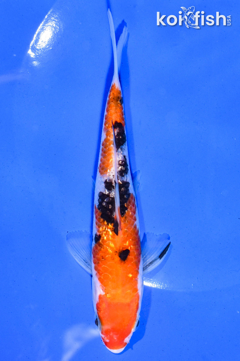 5.5" GINRIN SANKE