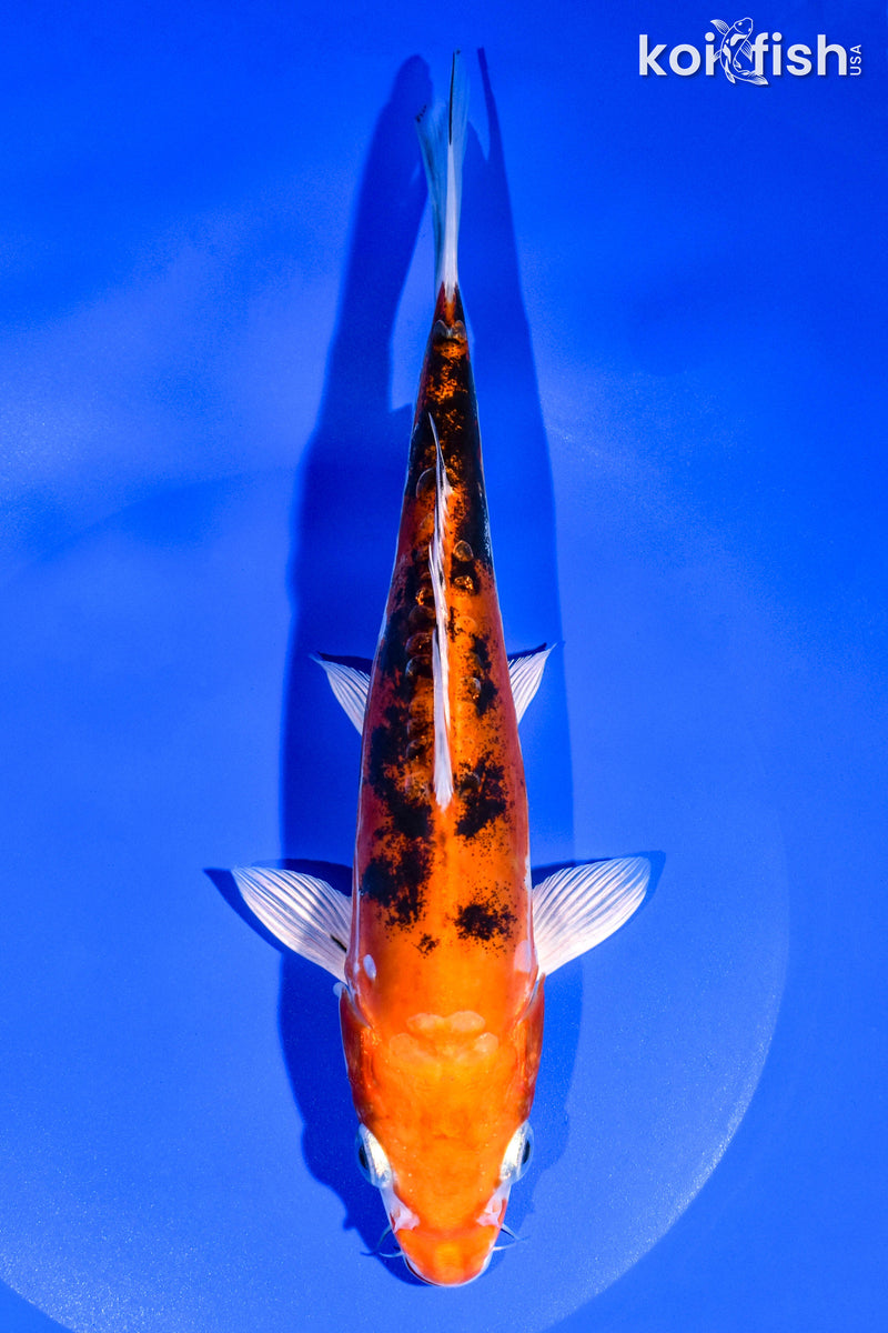 8.5" HEISEI NISHIKI