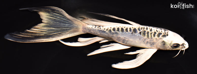 8.25" KIKOKURYU BUTTERFLY