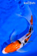 7.25" SANKE BUTTERFLY