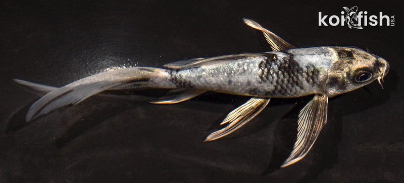 5.5" GIN SHIRO UTSURI BUTTERFLY