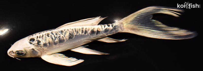 6.75" ARAGOKE GINRIN GIN MATSUBA