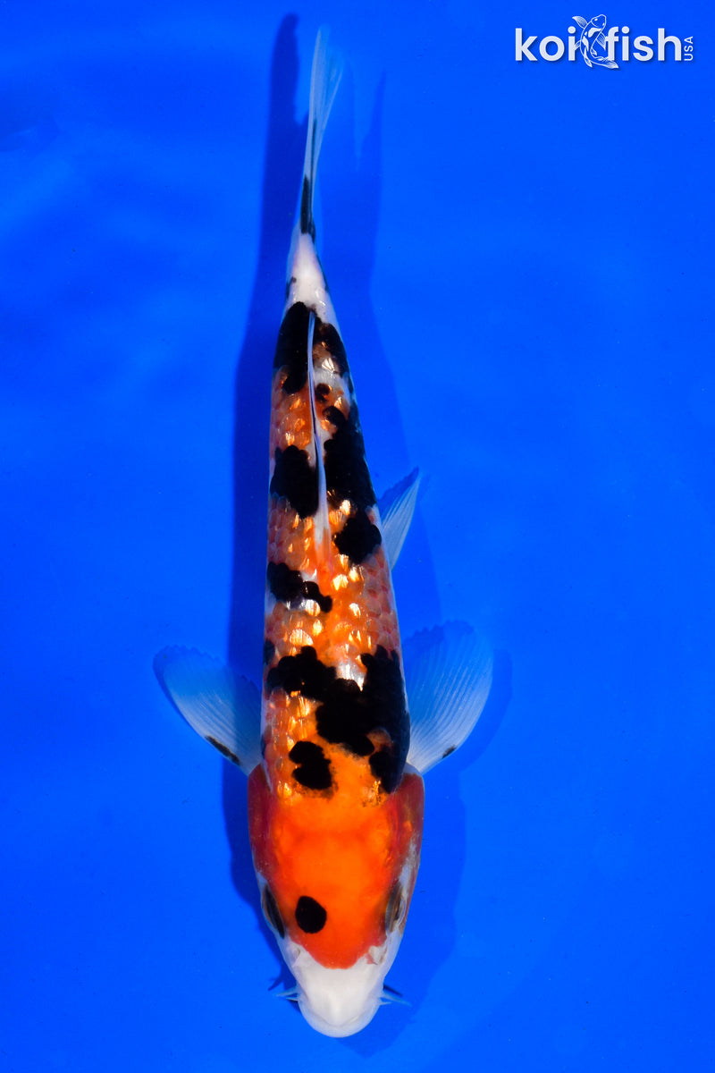 6" GINRIN SANKE