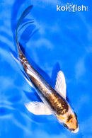 5.5" KIN KIKOKURYU BUTTERFLY