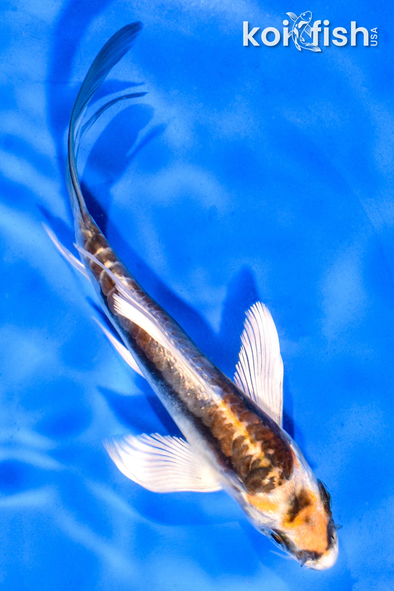 5.5" KIN KIKOKURYU BUTTERFLY