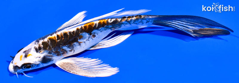 6" BENI KIKOKURYU BUTTERFLY