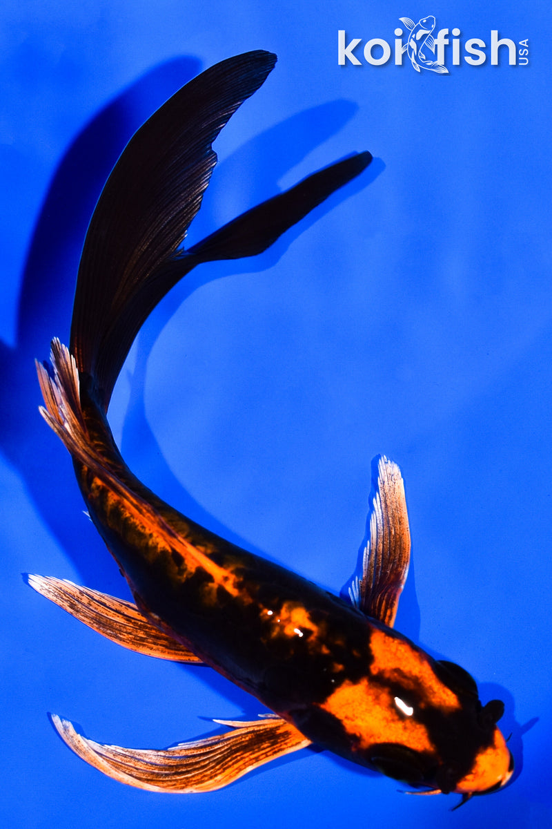 5.75" BENI KIKOKURYU BUTTERFLY