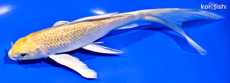 7.25" GINRIN LEMON HARIWAKE BUTTERFLY