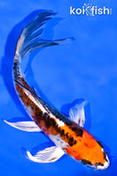 6" ARAGOKE BENI KIKOKURYU BUTTERFLY