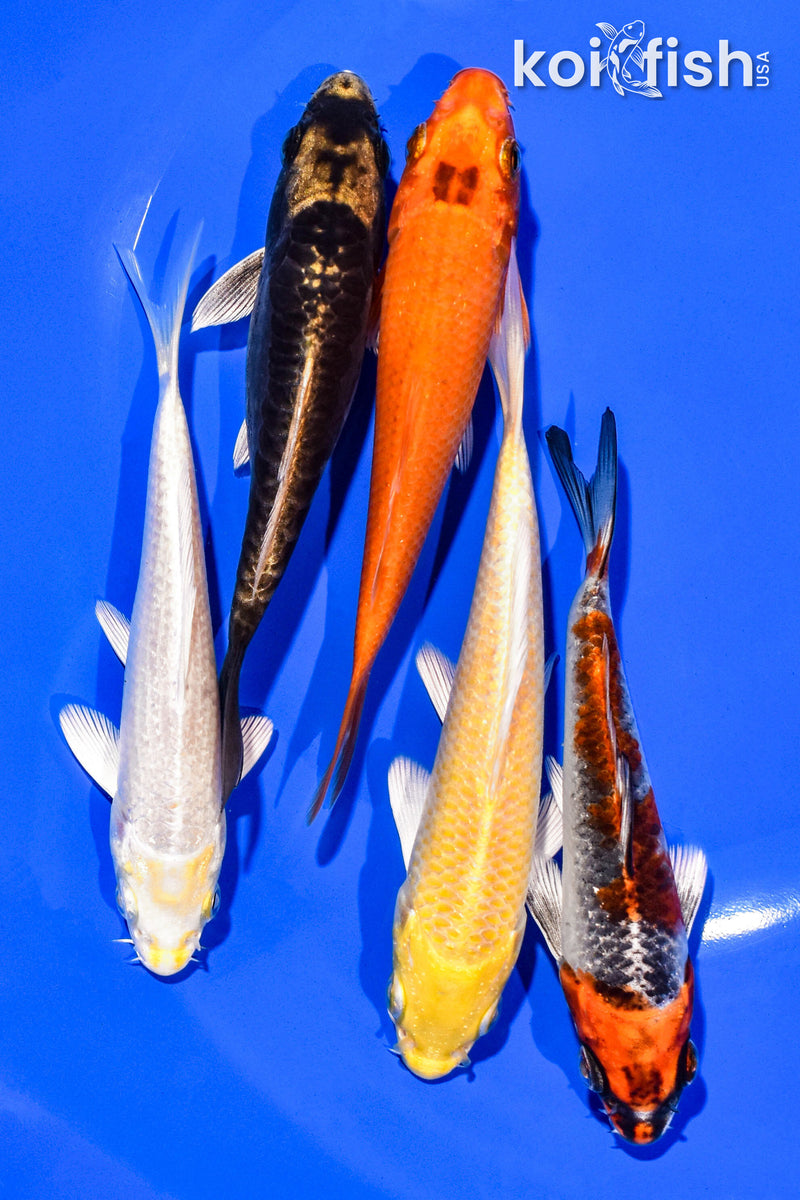 PACK OF (5) 4-5" STANDARD KOI