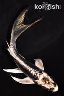 5.25" KIKOKURYU BUTTERFLY