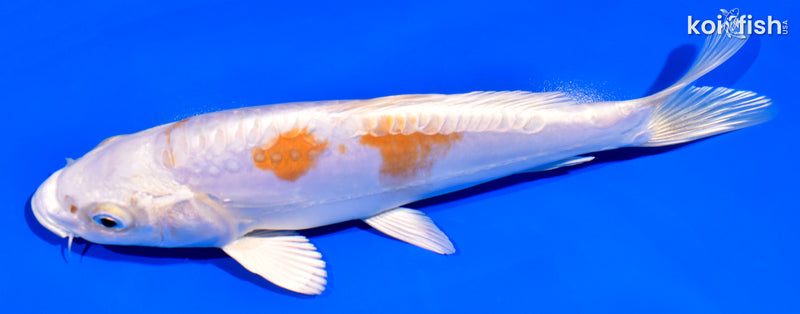 7.5" KIKUSUI