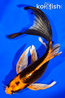 6" ORENJI MATSUBA BUTTERFLY