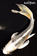 6.75" KUJAKU BUTTERFLY