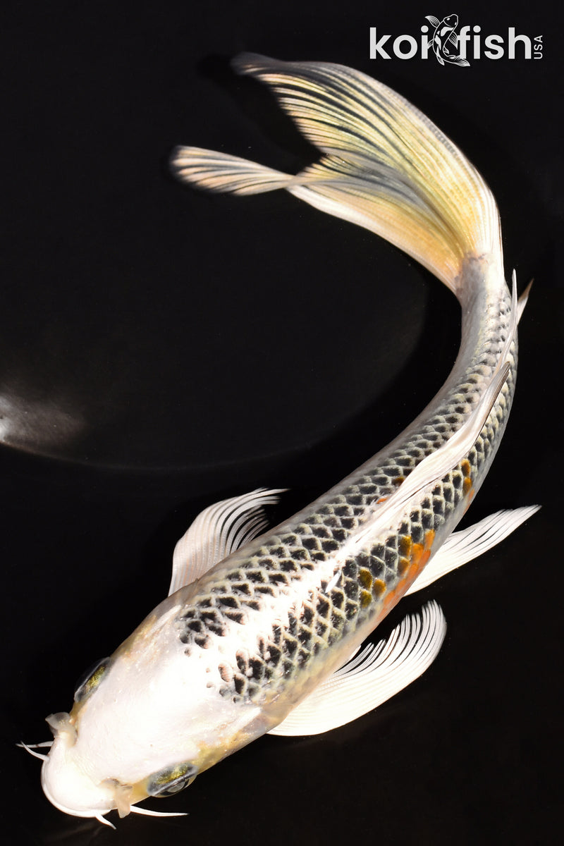 6.75" KUJAKU BUTTERFLY