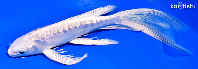 7.5" GINRIN DOITSU PLATINUM OGON BUTTERFLY