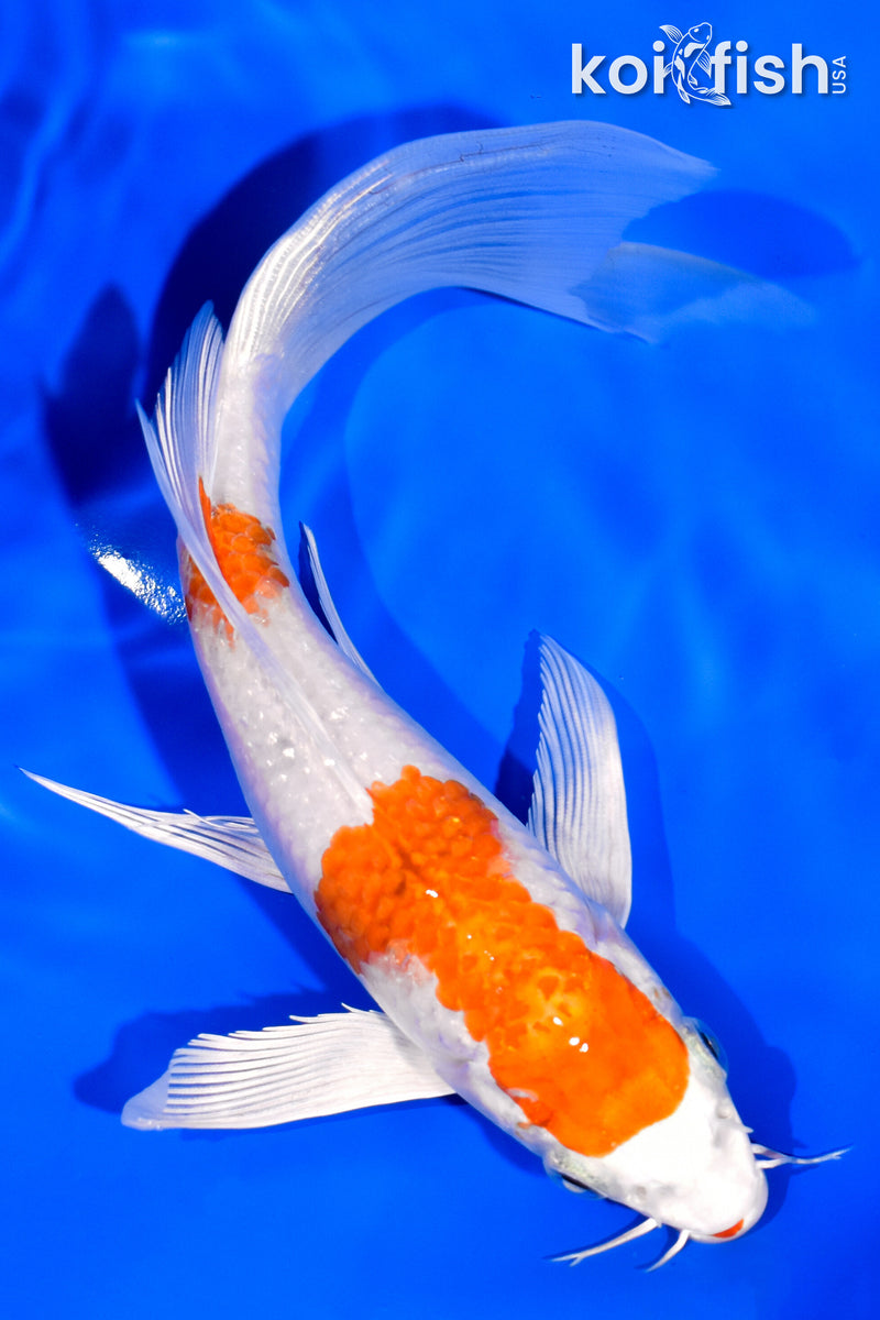 7.5" HARIWAKE BUTTERFLY