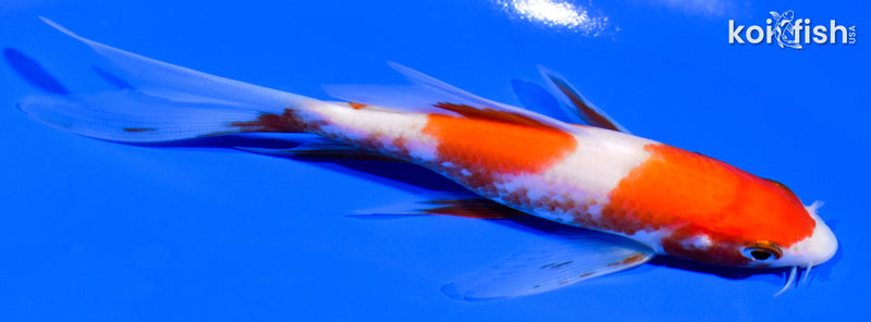5.5" KOHAKU BUTTERFLY