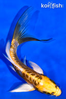 5.5" ARAGOKE KIN KIKOKURYU BUTTERFLY