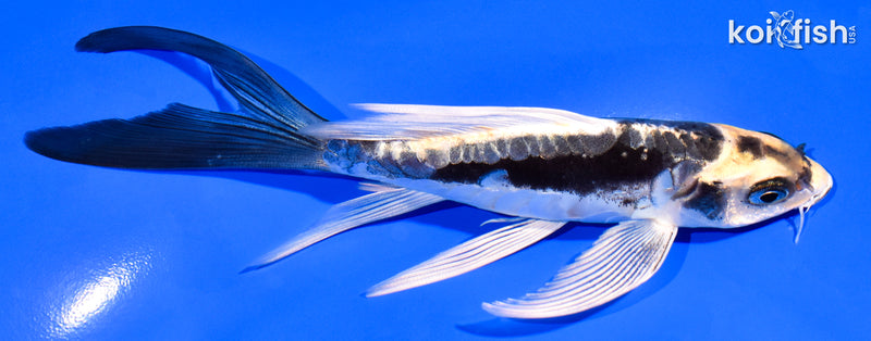 5.75" KABUTO BUTTERFLY
