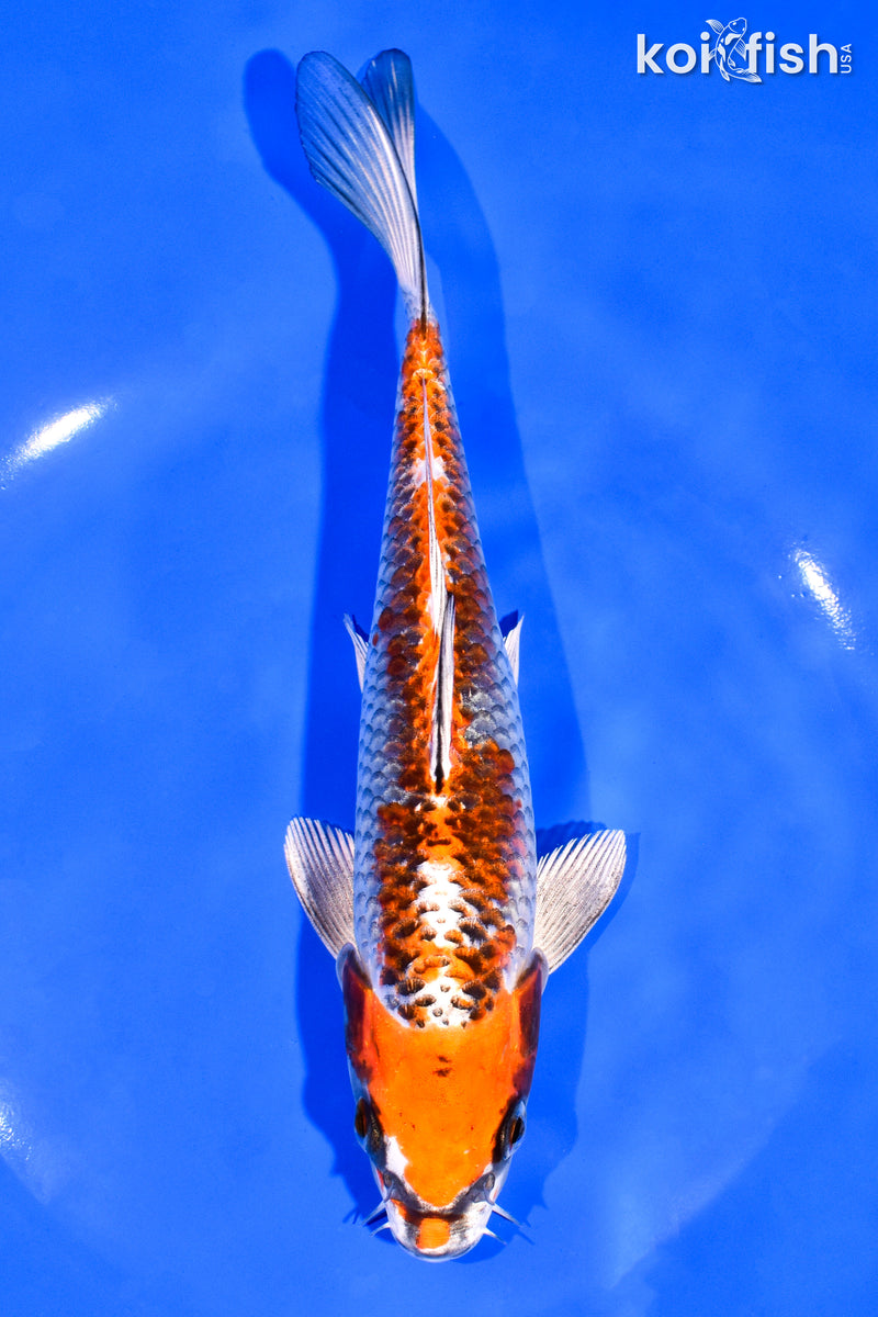 7.5" BENI GINGA
