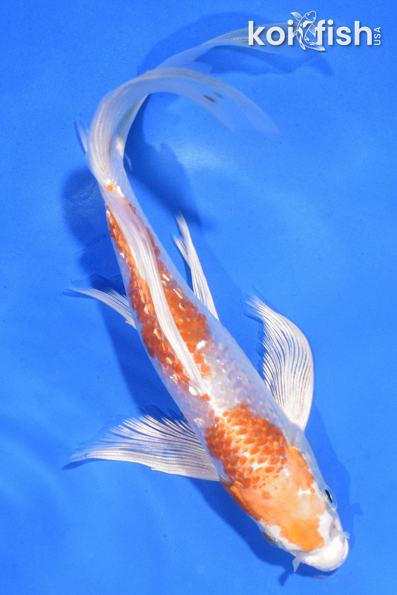 6.5" GINRIN NIDAN HARIWAKE BUTTERFLY