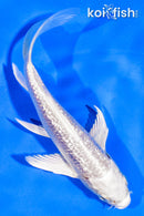 5" GINRIN PLATINUM OGON BUTTERFLY