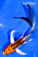 5.5" KUJAKU BUTTERFLY