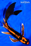 8.5" ORENJI MATSUBA BUTTERFLY