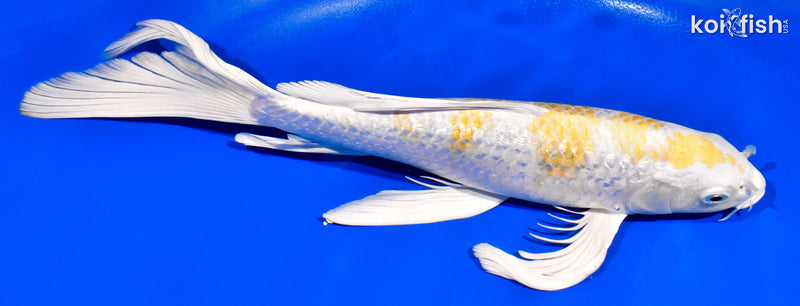 12.5" GINRIN HARIWAKE BUTTERFLY