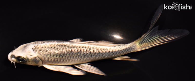 5.75" GINRIN GINGA BUTTERFLY