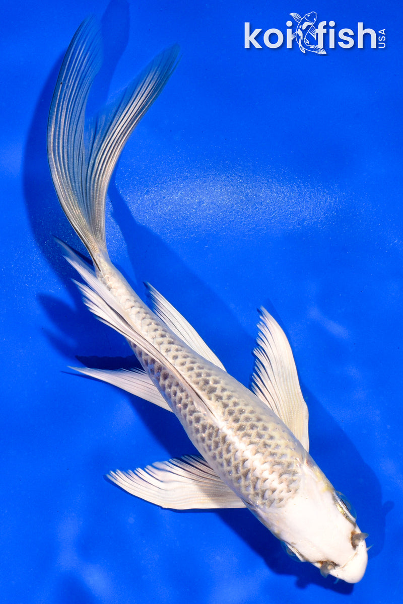 5.5" GIN MATSUBA BUTTERFLY