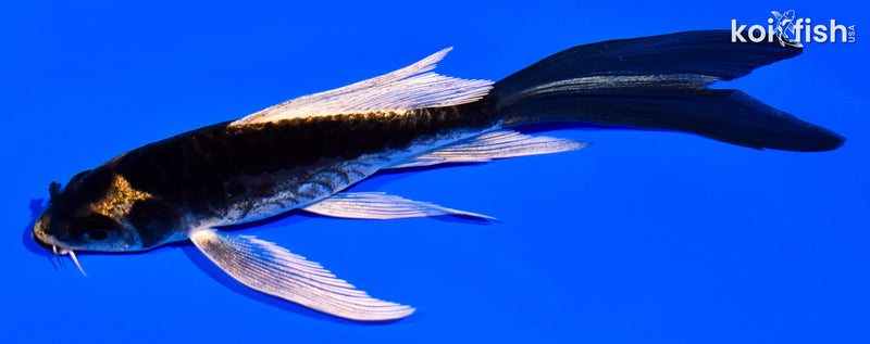 4.75" KABTUO BUTTERFLY