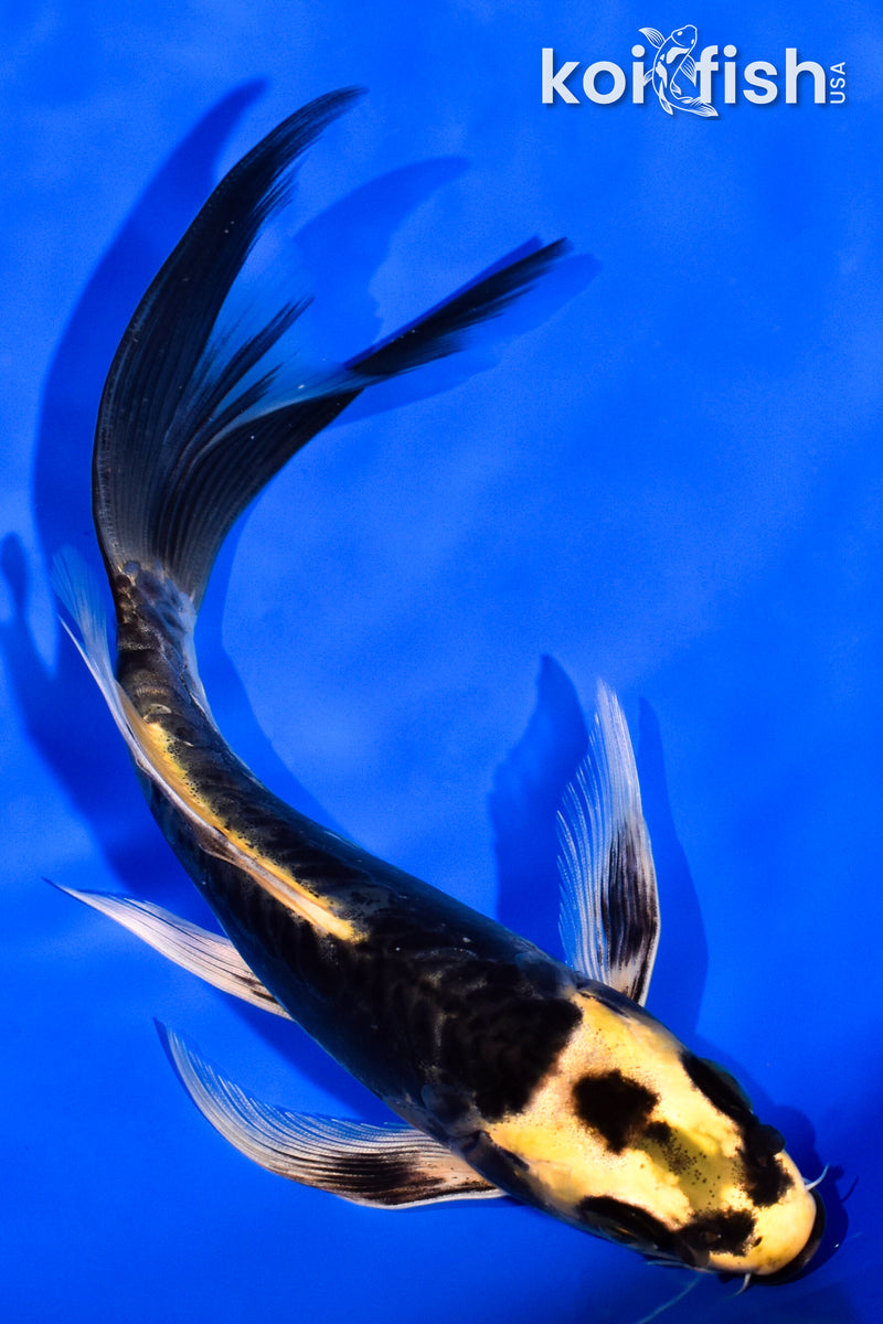 6.75" KABUTO BUTTERFLY