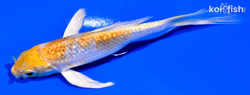 4.25" GINRIN HARIWAKE BUTTERFLY