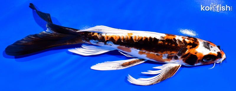 7.5" BENI KIKOKURYU BUTTERFLY