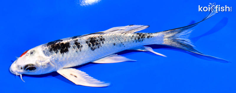 5.75" YAMATO NISHIKI BUTTERFLY