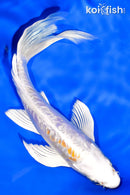 6.75" DOITSU HARIWAKE BUTTERFLY