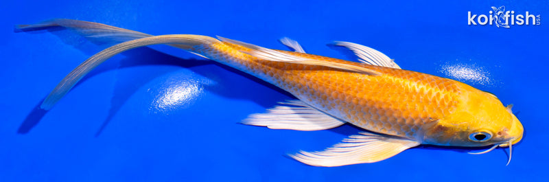 7.5" YAMABUKI OGON BUTTERFLY