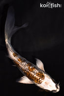 4.75" GINRIN BENI GINGA BUTTERFLY