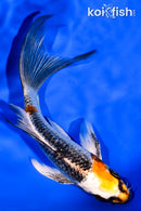 5.5" BENI GINGA BUTTERFLY