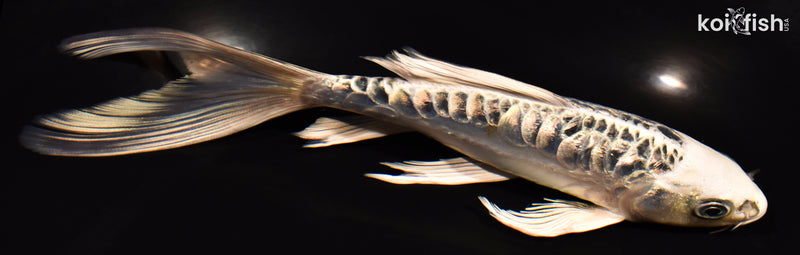 6.75" ARAGOKE GINRIN GIN MATSUBA