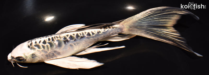 8.25" KIKOKURYU BUTTERFLY