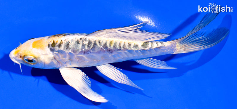 5.5" ARAGOKE KIN KIKOKURYU BUTTERFLY