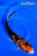 4.25" GINRIN AKA SANKE BUTTERFLY