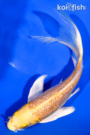 7" YAMABUKI OGON BUTTERFLY