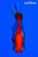4" SARASA WATONAI GOLDFISH